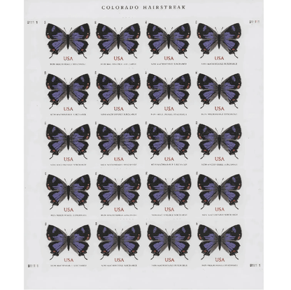 Colorado Hairstreak 2021